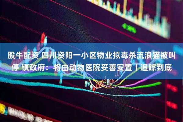 股牛配资 四川资阳一小区物业拟毒杀流浪猫被叫停 镇政府：将由动物医院妥善安置丨追踪到底