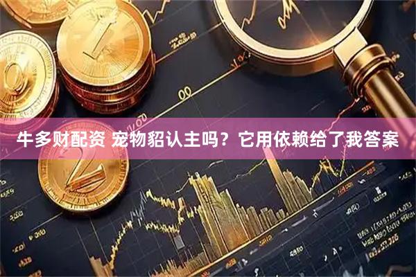 牛多财配资 宠物貂认主吗？它用依赖给了我答案